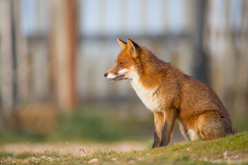 red fox vulpes basking in the sunlight on a summers evening in a urban garden 