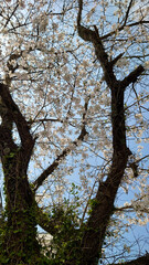 桜の花のある風景
