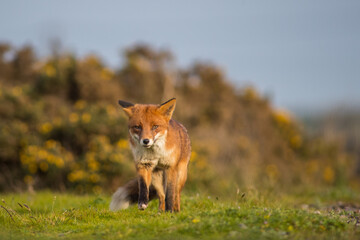 Red Fox close up low level close up in open summers field evening looking at camera head on walking 