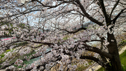桜の花のある風景
