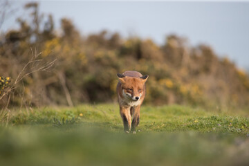 Red Fox close up low level close up in open summers field evening looking at camera head on walking 