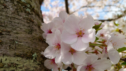 青空に映える満開の桜
