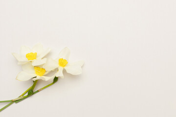 Bouquet of white daffodil flowers on a gray background. Copy space.