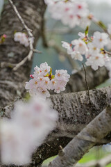 青空に映える満開の桜
