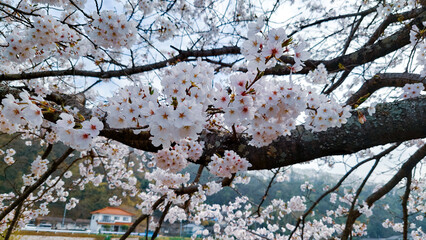 青空に映える満開の桜
