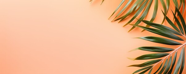 Palm leaf on a peach background with copy space for text or design. A flat lay, top view. A summer vacation concept
