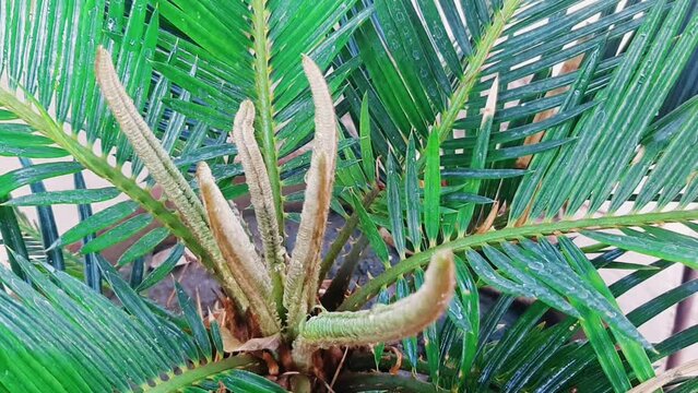 Cycad Plant. Cycas Plant. Fresh green cycad plants in the garden. sago palm, king sago. Ancient Cycad plant or Sago Palm Green Leaves background, Cycad Green Leaves green leaf tree. 4K Footage.