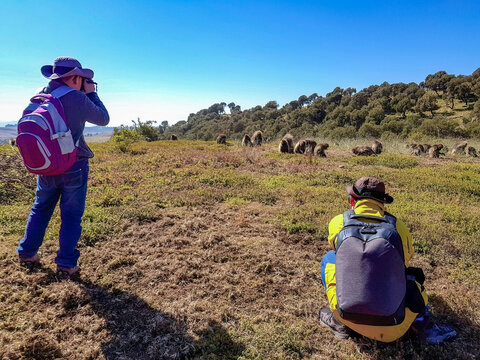 The Simien Mountains in Ethiopia with the largest population of gelada baboon