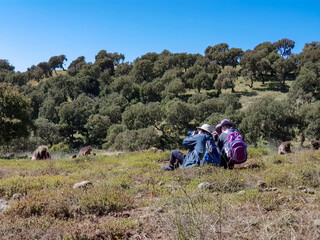 Fototapeta premium The Simien Mountains in Ethiopia with the largest population of gelada baboon