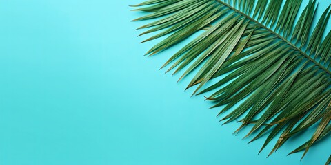 Fototapeta na wymiar Palm leaf on a turquoise background with copy space for text or design. A flat lay, top view. A summer vacation concept