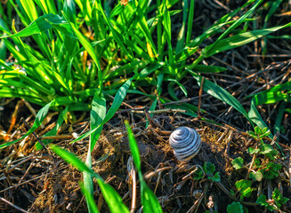 Empty snail shell on dry root among green grass. Sun rays, selective focus. Tranquil spring scene.