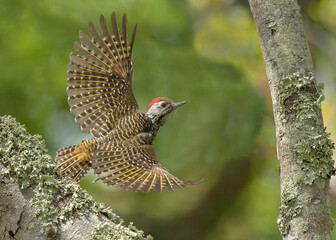 Cardinal Woodpecker male leaving nest site after providing food to a Lesser Honeyguide chick