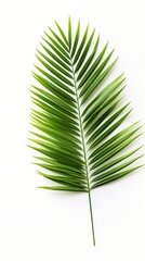 Palm leaf on a white background with copy space for text or design. A flat lay, top view. A summer vacation