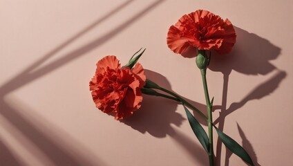 Top view red carnation at sunlight in minimal style on pastel red background. Natural carnation flower with green stems