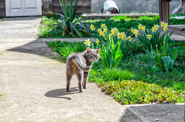 Male cat with daffodils in flower bed. Back view of spring cat is looking camera. Spring funny scene