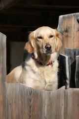 golden retriever portrait