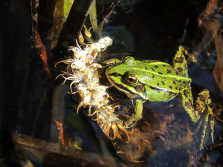 Green river frog among aquatic swampy vegetation.