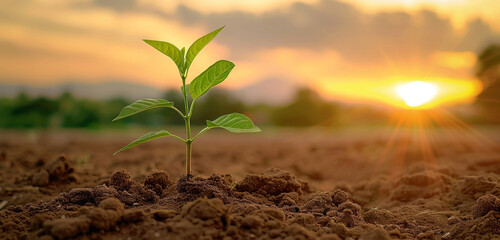 As the sun sets on the horizon, a lone young plant stands tall amidst the rich brown soil, its verdant leaves shimmering in the fading light, a symbol of hope and renewal in the tranquil evening - obrazy, fototapety, plakaty