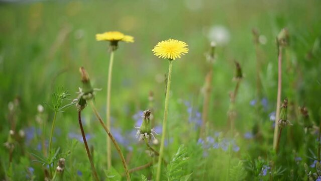 dandelions swaying in the wind in the green grass cloudy picture