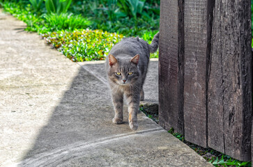 Cute gray yard cat walks down street. The cat is looking at the camera. Concept of street animals.