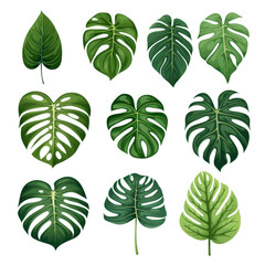 Assorted Tropical Leaf Illustrations Reflecting the Diversity of Rainforest Flora, Concept of Nature and Botanical Variety. - obrazy, fototapety, plakaty