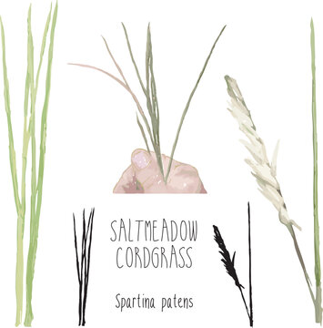 salt meadow cordgrass salt hay native grass marsh marsh flood salt brackish spartina patens aquatic wetlands flowering plant sea marsh grass