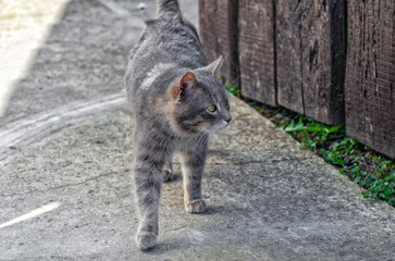 Yard gray cat walks down street. Cat turned its head and is looking away. Concept of street animals.