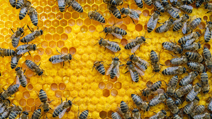 Bees on a wax comb