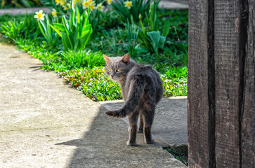 Gray cat goes to daffodils in garden. Back view of male cat in spring looking at the camera.