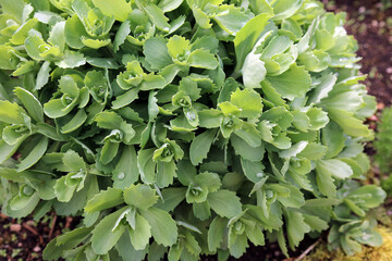 Closeup of Ice Plant foliage with rain drops, Derbyshire England
