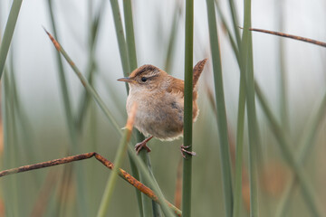 Close up of a male marsh wren in reeds.