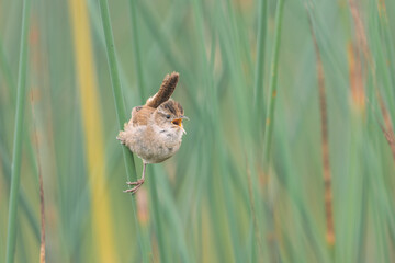 Close up of a male marsh wren singing.