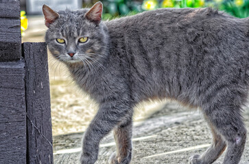 Country gray cute cat standing on street. Cat raised paw and looks at camera. Street animal concept.