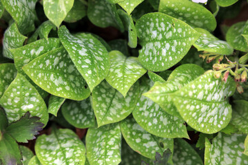 Closeup of Lungwort leaves, Derbyshire England
