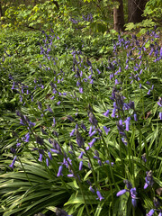 Forest hyacint. Spring. Kuinderbos. Forest in the Noordoostpolder. Kuinre. Netherlands. 