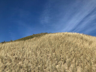 Dunes with Marram grass. Dune renovation. Julianadorp Noord Holland Netherlands. North Sea Coast.