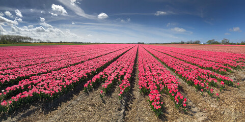 Tulip fields. Spring. Tulipbulbs. Julianadorp Noord Holland Netherlands.  Panorama.