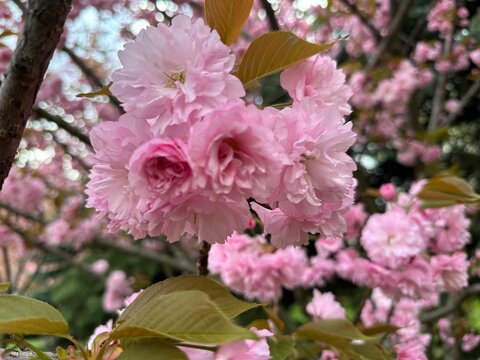 pink and white flowers. pink tree. pink blossom. 