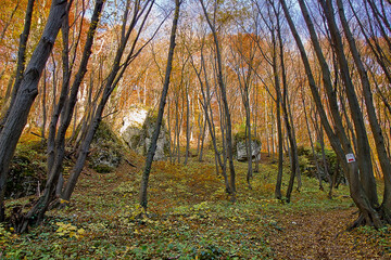 Autumn landscape rock in a yellow autumn forest