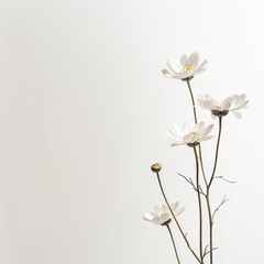 Delicate Daisy Flower Blossoming Against a Stark Background, Emphasizing Simplicity and Elegance.