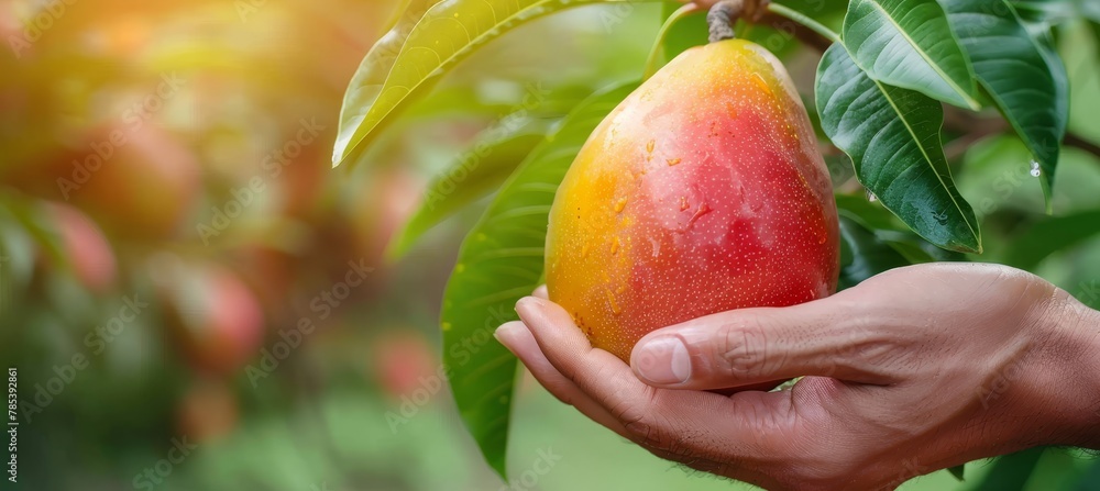 Aufkleber hand holding ripe mango with blurred mango selection background and ample space for text placement