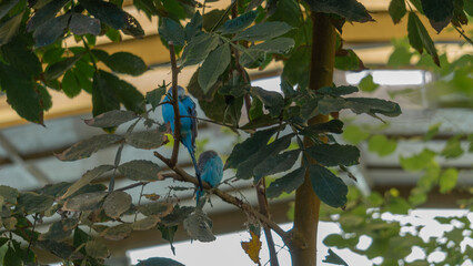 Charming Blue Budgies in Greenery