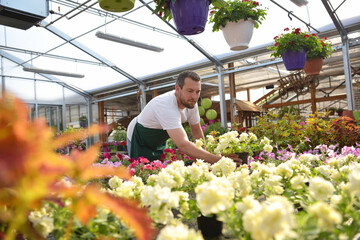 happy worker growing flowers in a greenhouse of a flower shop - 785396422