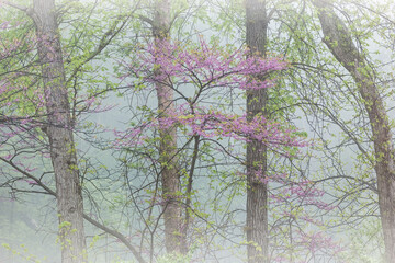 Landscape of a spring forest in fog with redbud in bloom, Kalamazoo River, Michigan, USA 