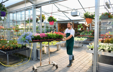 happy worker growing flowers in a greenhouse of a flower shop - 785396498