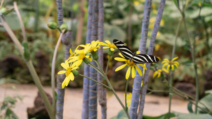 Zebra Longwing Butterfly’s Graceful Dance