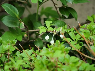 ドウダンツツジの花が咲いている