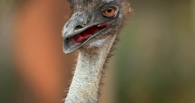 Close view of an emu head, Dromaius novaehollandiae is cultural icon of Australia. High definition slow motion shot at 4K video footage.