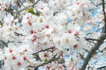 sakura