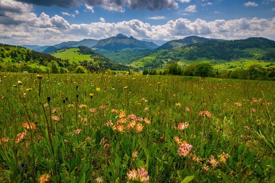 Meadow full of beautiful mountain flowers in the background of the Mala Fatra mountains. Discover the spring beauty of the mountains.